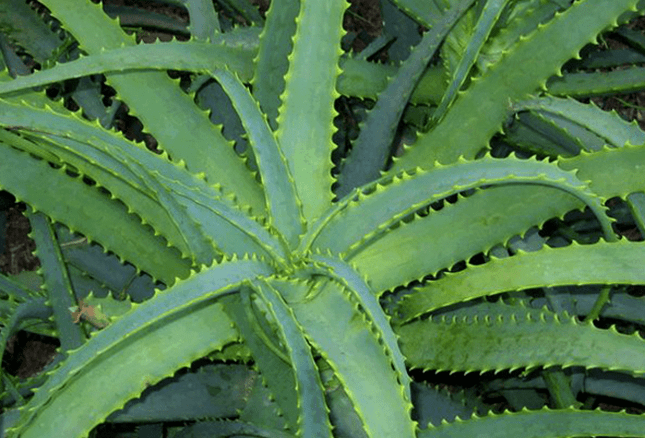 Kalanchoe zdravi moško bolezen