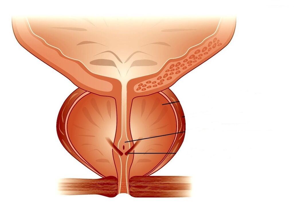 struktura prostate in kronični prostatitis